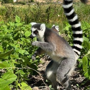 Un lemure dalla coda ad anelli adulto con un cucciolo sulla schiena sta in piedi sul terreno e mangia una foglia verde da un cespuglio in un campo soleggiato.
