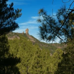 Una grande formazione rocciosa si erge su una collina lontana, coperta da una fitta pineta, vista attraverso i rami degli alberi sotto un cielo azzurro limpido.
