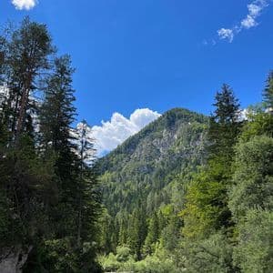 Un fiume poco profondo si snoda attraverso una fitta pineta ai piedi di una montagna verde sotto un cielo azzurro e limpido.