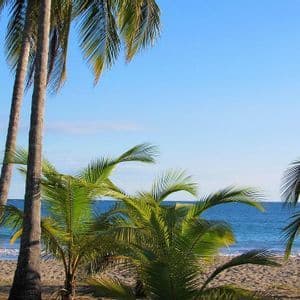 Alte palme su una spiaggia sabbiosa con vista su un oceano blu e calmo sotto un cielo sereno.