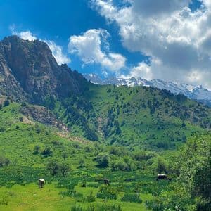 Des vaches paissant dans une luxuriante vallée verdoyante au pied de hautes montagnes, avec des sommets enneigés visibles au loin sous un ciel nuageux.