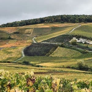 Dolci colline coperte di vigneti, con il foliage autunnale e sentieri sterrati tortuosi sotto un cielo coperto.