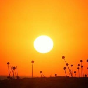 Sagome di fiori selvatici si stagliano in un campo contro un cielo arancione vibrante, con il sole che tramonta all'orizzonte.