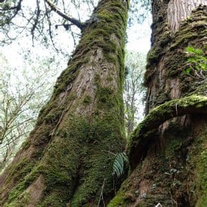 Zwei hohe, moosbewachsene Baumstämme im Wald aus der Froschperspektive.