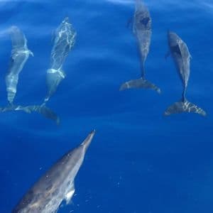 Un branco di delfini che nuota appena sotto la superficie di un vibrante oceano blu.