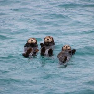 Three sea otters float on their backs together in the light blue, rippling water.
