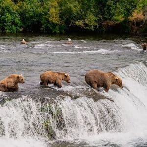 Three brown bears walk in a single file line along the rocky edge of a waterfall in a river.