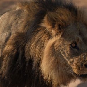 Primo piano ravvicinato di un leone maschio con criniera folta e scura, che guarda di lato in un ambiente sabbioso.