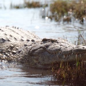 Un grande coccodrillo giace parzialmente immerso in acqua illuminata dal sole, con la testa appoggiata vicino a un ciuffo d'erba alta.