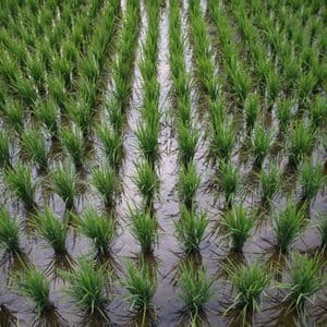 Reihen von jungen, hellgrünen Reispflanzen, die im flachen Wasser eines Reisfeldes wachsen, aus der Vogelperspektive gesehen.
