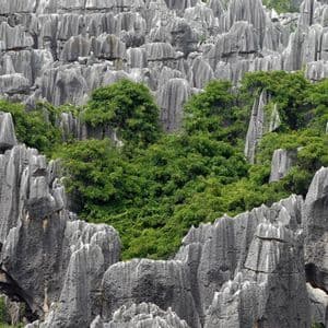 Una fitta vegetazione di alberi verdi si erge in un vasto paesaggio di alte, affilate formazioni rocciose calcaree grigie.