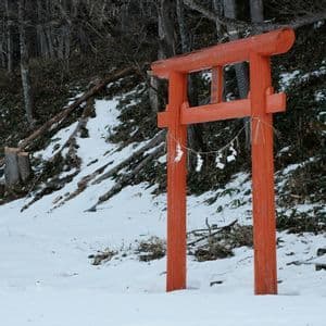 Un torii giapponese arancione con nastri di carta bianchi si erge su un pendio innevato davanti a una foresta.