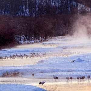 Uno stormo di gru giapponesi guada in un fiume nebbioso durante l'inverno, circondato da sponde e alberi innevati.