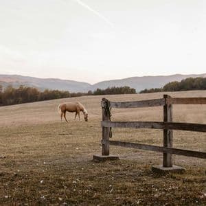 Un cavallo marrone chiaro pascola in un campo erboso accanto a una staccionata di legno, con colline ondulate sullo sfondo sotto un cielo pallido.