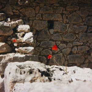 Molti papaveri rosso vivo crescono dalle fessure di un rustico muro di pietra baciato dal sole.
