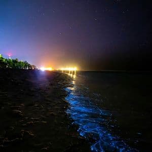 Bioluminescent plankton glows bright blue in the surf on a sandy beach at night under a starry sky.