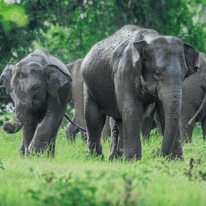 Un troupeau d'éléphants, avec un jeune éléphanteau en tête, broute dans un champ verdoyant devant une forêt.
