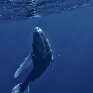 Una balena megattera risale le acque blu profonde, il suo corpo inclinato verso la superficie scintillante.