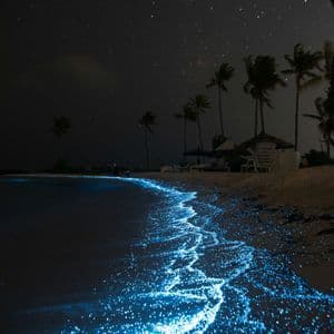 Il plancton bioluminescente azzurro intenso risplende nelle onde che si infrangono su una spiaggia sabbiosa di notte sotto un cielo stellato.