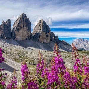 Hohe lila Wildblumen blühen auf einer Bergwiese vor einer Kulisse zerklüfteter, felsiger Gipfel unter einem teilweise bewölkten blauen Himmel.