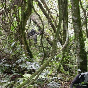 Deux gorilles sont visibles dans une jungle dense et verdoyante, l'un se reposant sur une branche d'arbre et l'autre partiellement caché au sol.