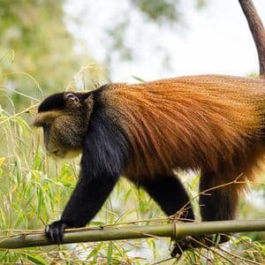 Un singe doré aux membres noirs et au dos doré-orangé marche le long d'une fine branche de bambou parmi les feuilles vertes.