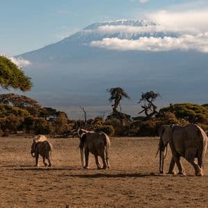 Un branco di quattro elefanti attraversa una savana secca con una grande montagna innevata sullo sfondo sotto un cielo azzurro.