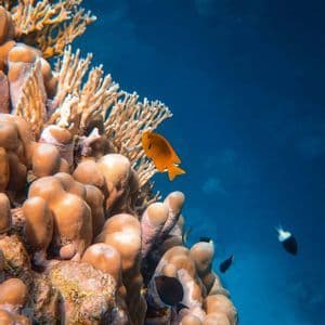 Un piccolo pesce arancione nuota oltre una barriera corallina nel profondo mare blu, con altri piccoli pesci nelle vicinanze.