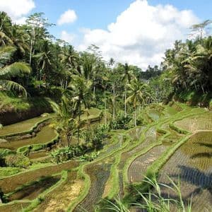 Lush, green terraced rice paddies wind through a valley filled with palm trees under a partly cloudy sky.