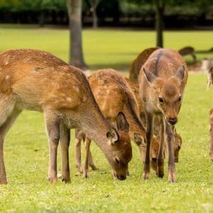 Un gruppo di cervi sika al pascolo su un prato verde con alberi sullo sfondo.