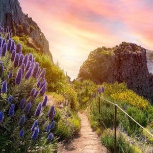 Uno stretto sentiero sterrato si snoda lungo un fianco della montagna coperto di fiori selvatici viola e gialli sotto un cielo colorato al tramonto.