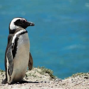 Un pinguino di Magellano si staglia su una riva rocciosa e assolata, con il blu intenso dell'oceano sullo sfondo.