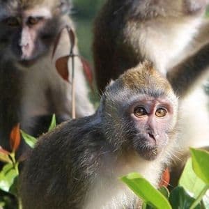 Una giovane scimmia con pelliccia marrone chiaro e occhi grandi guarda la fotocamera tra foglie verdi, con altre scimmie sullo sfondo.