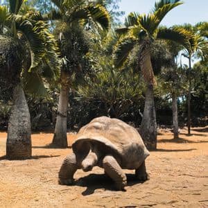 Una tartaruga gigante cammina su un sentiero sterrato con un boschetto di alte palme sullo sfondo.