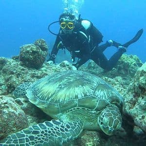 Un subacqueo nuota dietro una grande tartaruga marina che riposa su una barriera corallina rocciosa sott'acqua.