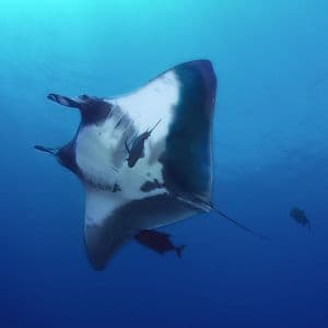Una grande manta, vista dal basso, scivola nell'acqua blu profonda con piccoli pesci attaccati al suo ventre bianco.