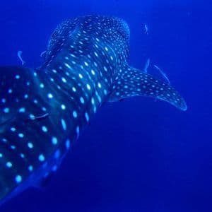 Un grande squalo balena con macchie bianche si allontana dalla telecamera nell'oceano blu profondo, accompagnato da pesci più piccoli.