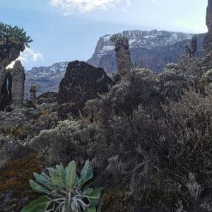 Piante di senecio gigante su un pendio alpino roccioso con una cima montuosa innevata visibile sotto un cielo blu.
