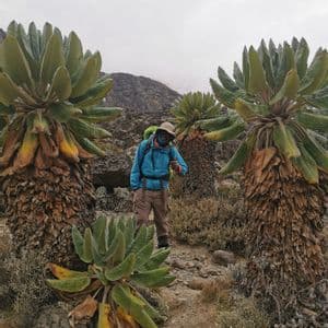 Un escursionista con una giacca blu fa un pollice in su mentre si trova tra piante di senecio gigante su un sentiero roccioso di montagna.