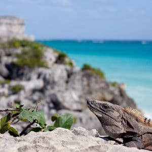 Un'iguana grigia si riposa su una roccia, con un mare turchese e antiche rovine di pietra su una scogliera sullo sfondo.