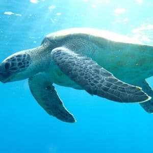 Una grande tartaruga marina nuota in acque cristalline, con la luce del sole che filtra dall'alto.