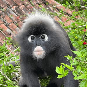 Primo piano di una scimmia presbite dagli occhiali con pelliccia scura e anelli bianchi intorno agli occhi, seduta tra il fogliame verde.