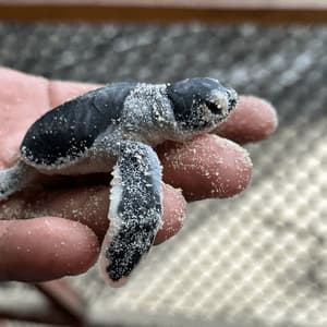 Un primo piano di una tartaruga marina appena nata coperta di sabbia che riposa nel palmo della mano di una persona.