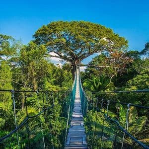 A rope suspension bridge stretches across a dense jungle canopy towards a large, prominent tree under a clear blue sky.