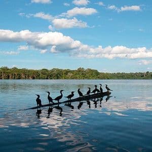 A row of silhouetted cormorants perched on a floating log in a calm lake with a forest in the background.
