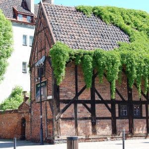 Un edificio in mattoni a graticcio con tetto in tegole completamente ricoperto di edera verde che scende lungo la facciata.