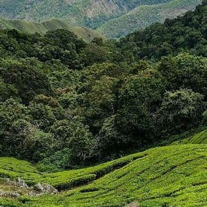 Vista panoramica di piantagioni di tè verde terrazzate su una collina, con una fitta foresta e montagne sullo sfondo.