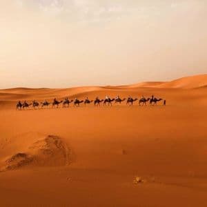 Un viaggio di gruppo WeRoad in carovana di cammelli attraverso vaste dune di sabbia arancione nel deserto.