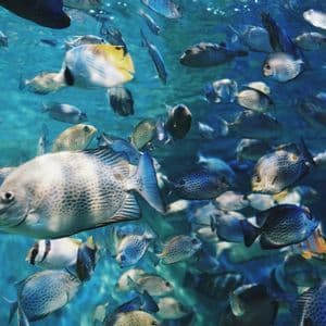 Vista subacquea di un denso banco di pesci di diverse specie che nuotano in acque blu.