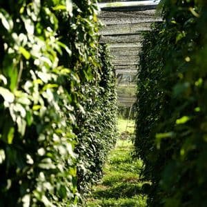 Un sentiero illuminato dal sole attraverso una piantagione, affiancato da due alte file di fitte viti verdi e frondose che crescono sotto una tettoia a rete.